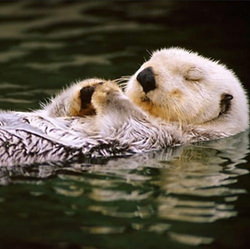 水面で眠っているラッコ